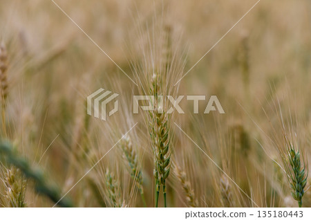 Warm Breeze Over Rye Fields in Northern Cyprus 135180443