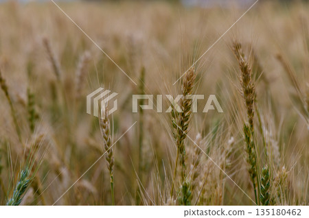 Close-up of ripe rye ears on a sunny day in Northern Cyprus. Agricultural scene with blue sky background. Close-up of ripe rye ears on a sunny day in Northern Cyprus. Agricultural scene with blue sky background. 135180462