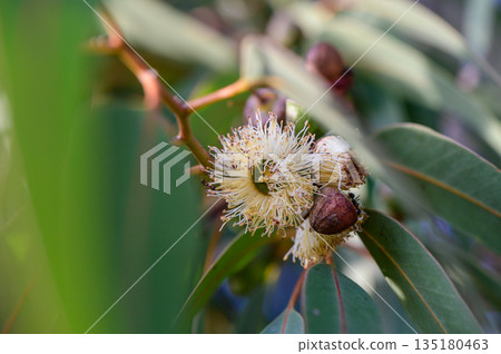 Macro of unopened eucalyptus buds, Cyprus flora Macro of unopened eucalyptus buds, Cyprus flora 135180463