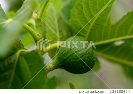 Small green fig fruits developing on a sunny tree branch. Fresh garden scene from Northern Cyprus. 135180464