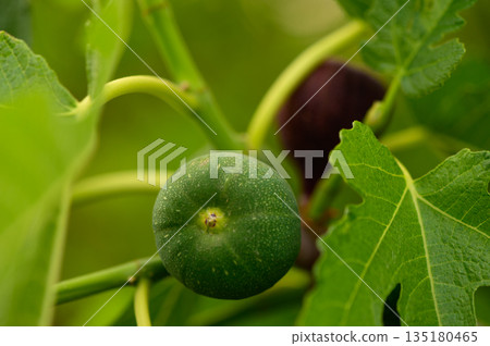 Close-up of young green fig fruits growing on a branch in Northern Cyprus. Early summer growth. Close-up of young green fig fruits growing on a branch in Northern Cyprus. Early summer growth. 135180465