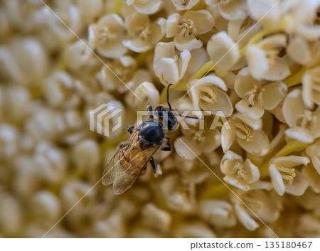 Macro photo of a bee collecting nectar from a blooming date palm flower. Captured in natural light, showcasing pollination in action. 135180467