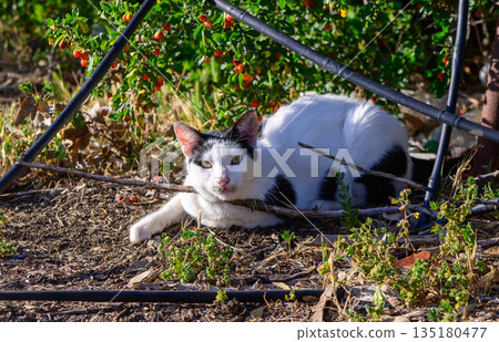 White Cat with Black Spots Resting in Bushes 135180477