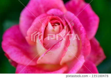 Pink Rose Close-Up in Cyprus 135180478