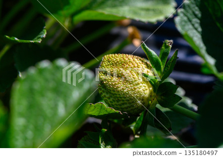 Fresh berry garden showcasing a close-up of ripening strawberry under bright sunlight in a vibrant green setting Fresh berry garden showcasing a close-up of ripening strawberry under bright sunlight in a vibrant green setting 135180497