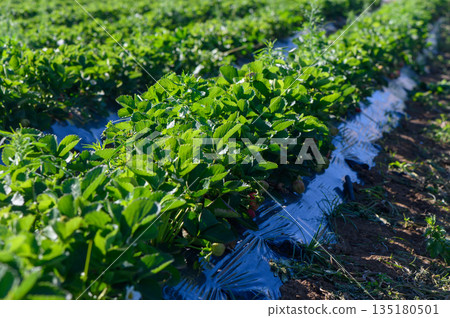 Vibrant strawberry plants thriving under the bright sun in a lush green field 135180501