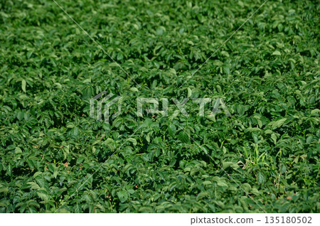 Lush green fields of potato plants swaying gently in the warm sun of late spring in fertile farmland Lush green fields of potato plants swaying gently in the warm sun of late spring in fertile farmland 135180502