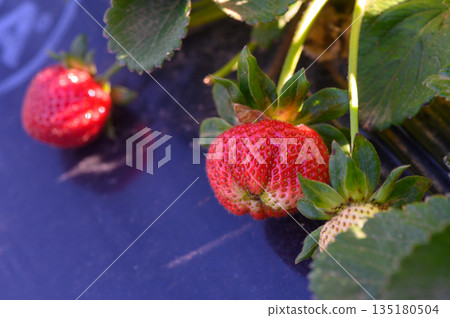 Fresh strawberries glisten in the sunlight as they await harvest on a bright spring morning Fresh strawberries glisten in the sunlight as they await harvest on a bright spring morning 135180504