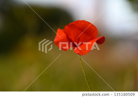 Bright red poppy stands tall against a blurred green backdrop during a sunny afternoon in a tranquil meadow Bright red poppy stands tall against a blurred green backdrop during a sunny afternoon in a tranquil meadow 135180509