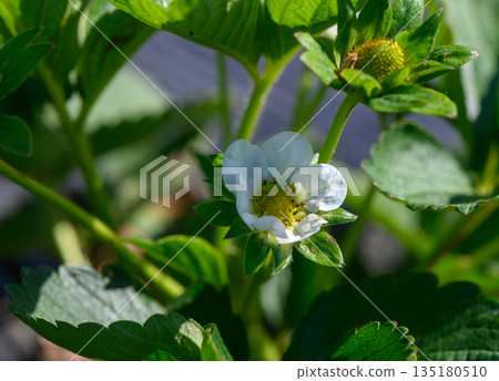 Delicate strawberry blossom amidst lush green leaves in a sunny garden during springtime 135180510