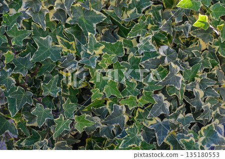 Lush green ivy leaves create a vibrant tapestry of nature in a tranquil garden setting during daylight hours 135180553
