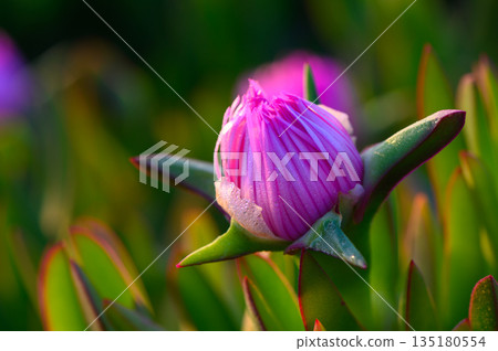 Colorful bloom emerges at dawn, showcasing nature's artistry in a serene garden setting 135180554