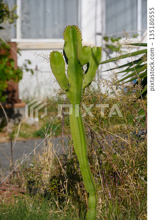 Vibrant green cactus stands tall in a sunny garden surrounded by wild grasses and a charming house backdrop Vibrant green cactus stands tall in a sunny garden surrounded by wild grasses and a charming house backdrop 135180555