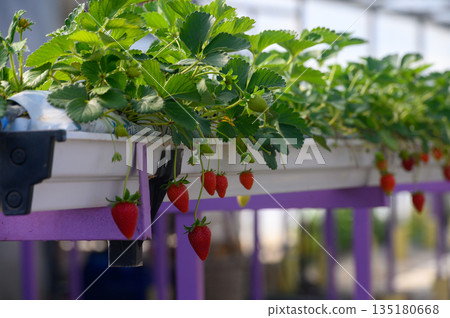 Lush strawberry plants hang from purple planters in a bright greenhouse, showcasing ripe fruit ready for harvest on a sunny afternoon Lush strawberry plants hang from purple planters in a bright greenhouse, showcasing ripe fruit ready for harvest on a sunny afternoon 135180668