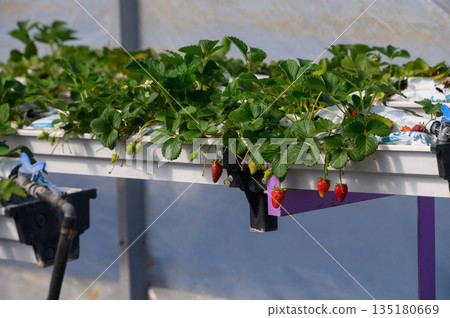 Fresh strawberries thrive in a greenhouse, showcasing lush green leaves and vibrant red fruits under careful cultivation techniques Fresh strawberries thrive in a greenhouse, showcasing lush green leaves and vibrant red fruits under careful cultivation techniques 135180669