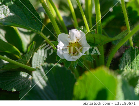 White strawberry blossom emerging amidst lush green leaves in a sunlit garden during springtime White strawberry blossom emerging amidst lush green leaves in a sunlit garden during springtime 135180671