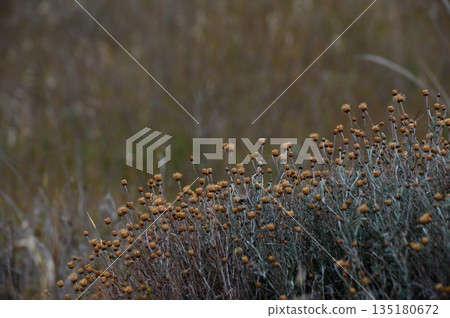 Golden wildflowers bloom in a sun-kissed meadow during a tranquil autumn afternoon near the coastline Golden wildflowers bloom in a sun-kissed meadow during a tranquil autumn afternoon near the coastline 135180672