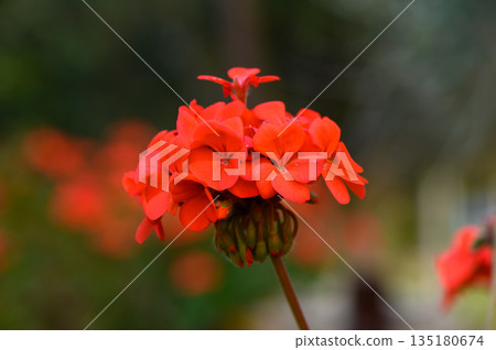 Vibrant cluster of red flowers blooming in garden during late spring sunlight 135180674
