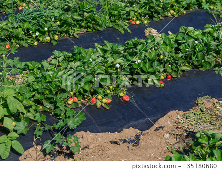Vibrant strawberry field flourishing under the warm sun during the peak growing season Vibrant strawberry field flourishing under the warm sun during the peak growing season 135180680