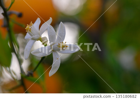 Beautiful white flowers blooming against a vibrant orange background in a sunny garden setting during spring 135180682