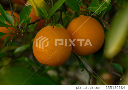Bright, ripe oranges hang from verdant branches in a sunlit orchard during the peak of harvest season Bright, ripe oranges hang from verdant branches in a sunlit orchard during the peak of harvest season 135180684