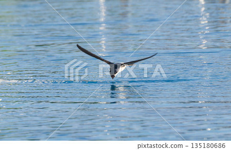 Graceful bird skimming the shimmering water at dawn in a tranquil lake Graceful bird skimming the shimmering water at dawn in a tranquil lake 135180686