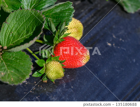 Fresh strawberries ripening under sunlight on a warm afternoon in a vibrant strawberry field in summer Fresh strawberries ripening under sunlight on a warm afternoon in a vibrant strawberry field in summer 135180688