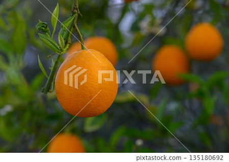 Vibrant oranges hanging from lush green branches in a sunlit orchard during harvest season 135180692