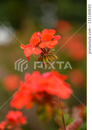 Bright red geranium flowers bloom in a lush garden during a sunny afternoon, showcasing nature's vibrant beauty and tranquility 135180693