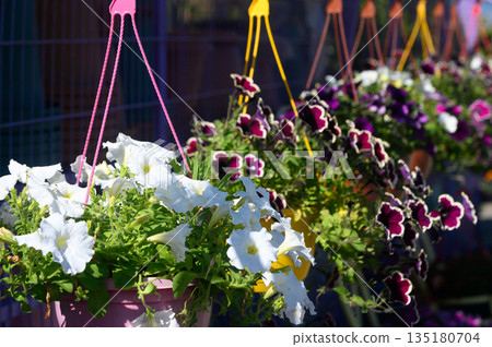 Colorful petunias and white blooming flowers adorn a sunny garden with vibrant hanging baskets Colorful petunias and white blooming flowers adorn a sunny garden with vibrant hanging baskets 135180704