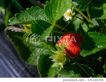 Vibrant strawberry nestled among lush green leaves in a sunlit garden during early summer harvest Vibrant strawberry nestled among lush green leaves in a sunlit garden during early summer harvest 135180709