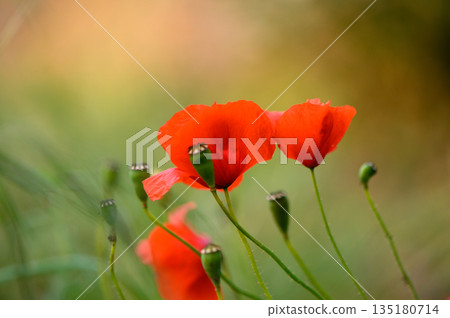 Vibrant red poppy flowers gently swaying in the warm breeze under the golden sunlight in a serene meadow during springtime Vibrant red poppy flowers gently swaying in the warm breeze under the golden sunlight in a serene meadow during springtime 135180714