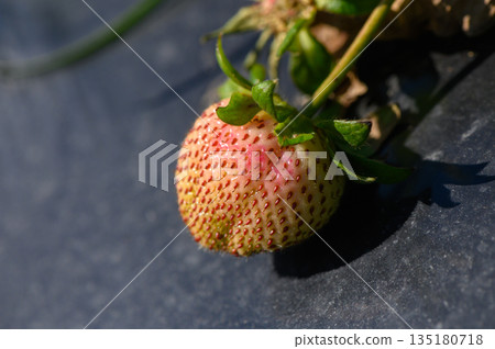 Brightly colored strawberry emerging in the sunlight during a vibrant farming season in a lush garden setting 135180718
