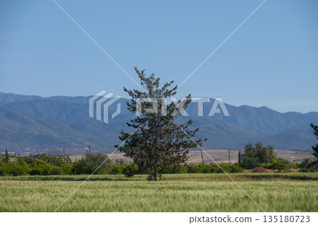 Lone pine tree stands resilient against a backdrop of rolling mountains and clear blue skies on a sunny afternoon Lone pine tree stands resilient against a backdrop of rolling mountains and clear blue skies on a sunny afternoon 135180723