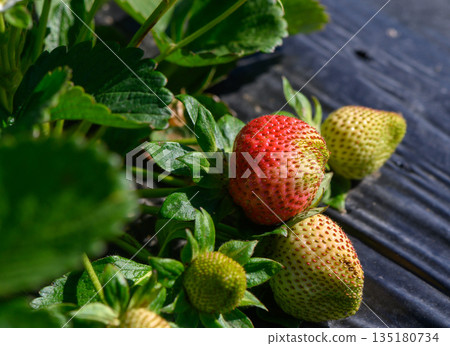 Ripening strawberries basking in sunlight on a summer morning in a vibrant garden setting Ripening strawberries basking in sunlight on a summer morning in a vibrant garden setting 135180734