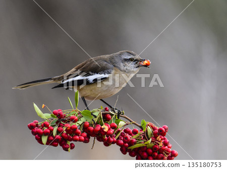 Patagonian Mockingbird, Patagonia, Argentina 135180753