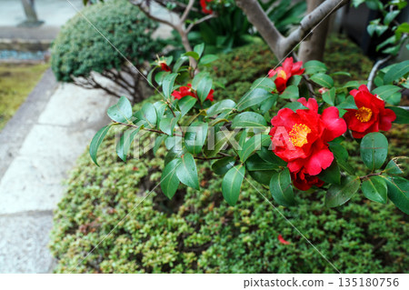 插花紅色花 135180756