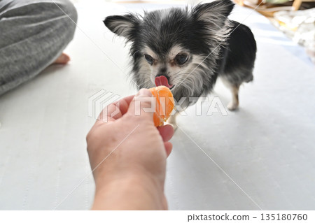 My beloved Chihuahua eating his favorite mandarin oranges My beloved Chihuahua eating his favorite mandarin oranges 135180760