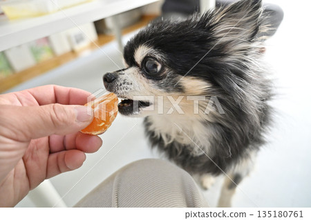 My beloved Chihuahua eating his favorite mandarin oranges My beloved Chihuahua eating his favorite mandarin oranges 135180761