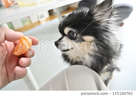 My beloved Chihuahua eating his favorite mandarin oranges My beloved Chihuahua eating his favorite mandarin oranges 135180762