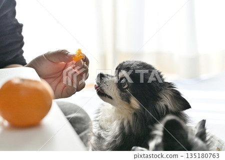 My beloved Chihuahua eating his favorite mandarin oranges My beloved Chihuahua eating his favorite mandarin oranges 135180763