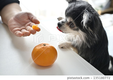 我心愛的吉娃娃正在吃它最愛的橘子。 我心愛的吉娃娃正在吃它最愛的橘子。 135180772