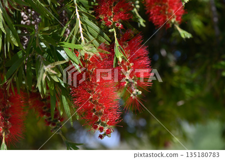 Vibrant red bottlebrush flowers sway gently in the sunshine amidst lush green foliage in a serene garden setting Vibrant red bottlebrush flowers sway gently in the sunshine amidst lush green foliage in a serene garden setting 135180783