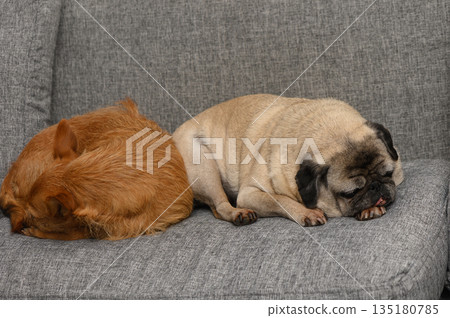 Cozy dogs taking a peaceful nap on a soft gray couch in a warm living room atmosphere Cozy dogs taking a peaceful nap on a soft gray couch in a warm living room atmosphere 135180785