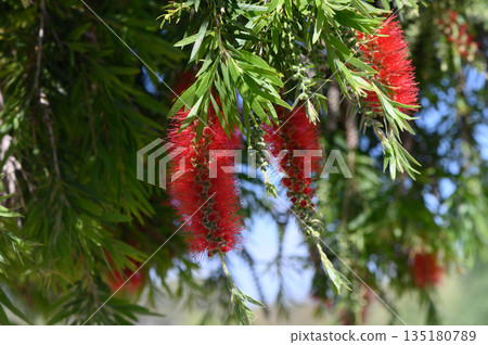Vibrant red flowers bloom under the bright sun in a serene garden setting, capturing nature's beauty in full bloom Vibrant red flowers bloom under the bright sun in a serene garden setting, capturing nature's beauty in full bloom 135180789