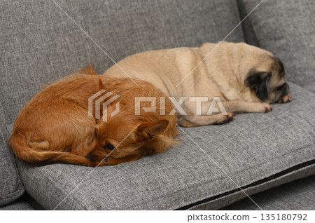 Two adorable dogs snuggle together on a cozy gray couch in a warm living room setting Two adorable dogs snuggle together on a cozy gray couch in a warm living room setting 135180792