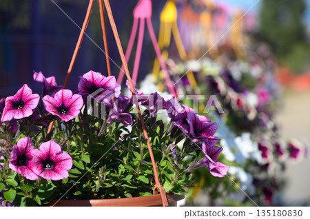 Vibrant floral display in hanging baskets brightens the sunny street with colors in a vibrant garden setting Vibrant floral display in hanging baskets brightens the sunny street with colors in a vibrant garden setting 135180830