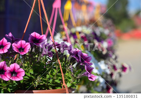 Colorful hanging flower baskets create a vibrant display in a sunny garden during springtime Colorful hanging flower baskets create a vibrant display in a sunny garden during springtime 135180831