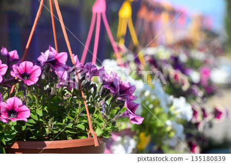 Vibrant hanging flower baskets create a colorful outdoor display in a sunny garden during springtime 135180839