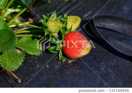 Fresh strawberries growing under the sun on a vibrant day in a lush garden Fresh strawberries growing under the sun on a vibrant day in a lush garden 135180840
